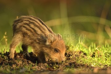 Young Wild Boar burrowing - Burgundy France