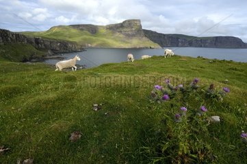 Sheep on the moor - Isle of Skye Scotland UK