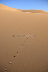 Tracks in sand dunes Varzaneh Iran