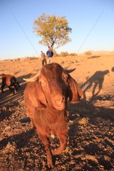 Goat near Toudeshk Iran