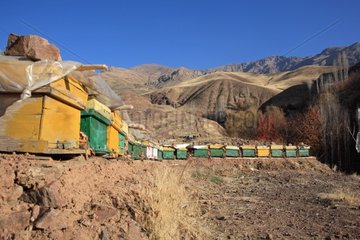 Hives in the mountains Alamut in Iran