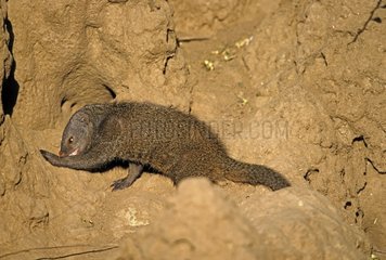 Dwarf mongoose deworming forepaw Kenya