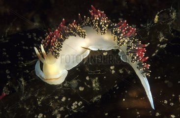 Nudibranch in the Pacific Ocean California USA