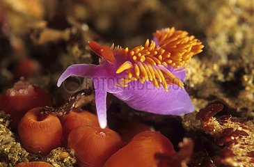 Spanish shawl nudibranch in the Pacific Ocean USA