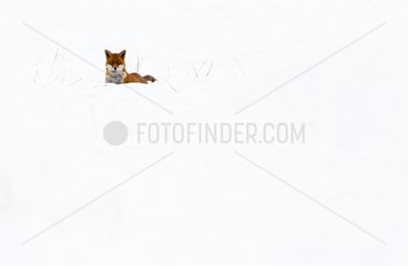 Red Fox walking in the snow in winter GB