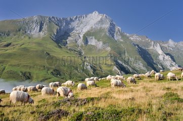 Sheep on pasture Col du Soulor Pyrenees France