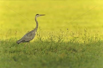 Grey Heron in a meadow Lake Madine Lorraine France