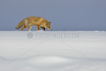 Red fox in snow Japan