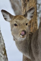 Young Sika Deer licking its nose Japan