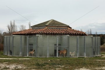 Dogs locked in a kennel ASPCA Provence France