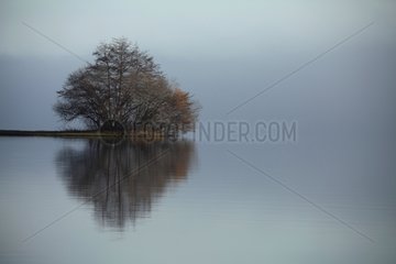 Grove of trees and its reflection in winter Aquitaine France