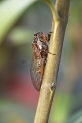 Grasshopper on a twig southern Ardèche France