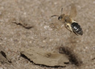 Solitary bee female in flight PNR Northern Vosges France