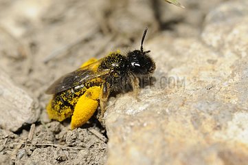 Solitary Bee pollen covered onn sand Ecrins NP France
