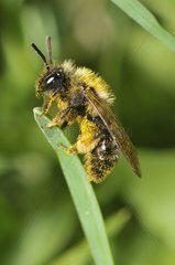 Solitary Bees on stalk Northern Vosges France