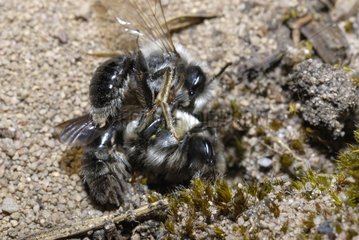 Solitary Bees mating Northern Vosges France
