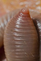 Common earthworm detail France