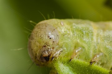 Angleshade Caterpillar eating a leaf France