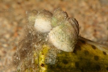 Nutmeg snail on sand New Caledonia