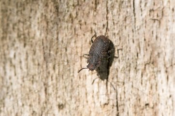 Darkling beetle on bark Allindelille Fredskov Denmark