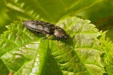 Chequered Click Beetle on a leaf Småland Sweden