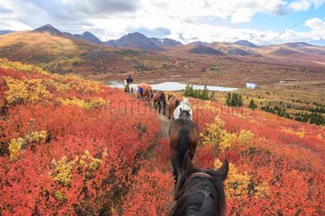 Shipping horse in autumn Yukon Canada