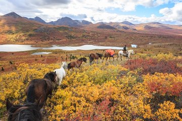 Shipping horse in autumn Yukon Canada