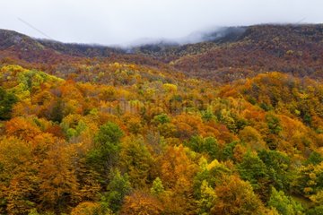 Beech forest in autumn Fuentes del Narcea Degaña e Ibias Spain