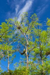 Big Cypress National Preserve Florida USA