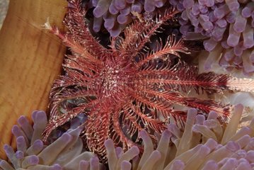 Pracht Sea -Anemone  das eine Crinoid Australia QLD isst