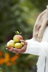 Harvest of apples 'Reine des Reinettes'