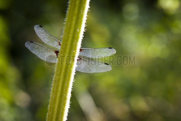 Eurasian red dragonfly in summer France
