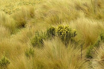 Asteraceae Poaceae among Antisana NR in Ecuador