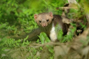 Weasel lurking in the vegetation