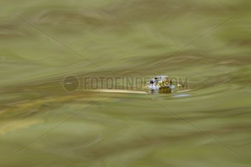 Viperine water snake swimming Extremadura Spain