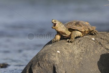 Mediterranean turtle on a rock Extremadura Spain