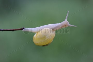 Grove snail on a twig Vosges France