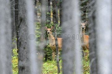 Mule Deers in Jasper NP in Canada