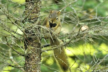 American Red Squirrel in a tree Jasper NP in Canada