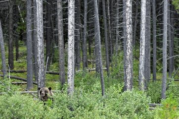 Grizzly bear in the Jasper NP in Canada