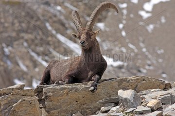Ibex lying on a rock Ecrins Alps France