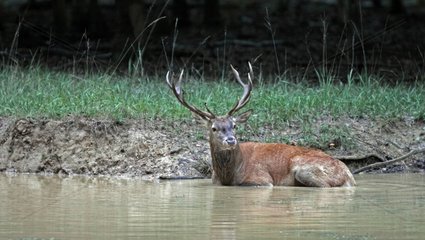 Red deer lying in a pool Normandy France