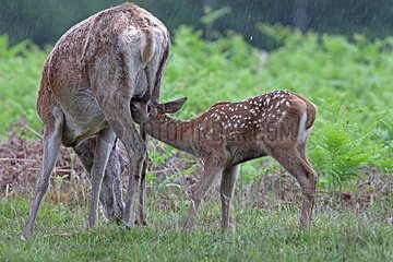 Doe nursing her fawn in the rain Normandy France
