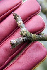 Red Gloved Hand Holding Apple Tree Branch with Buds