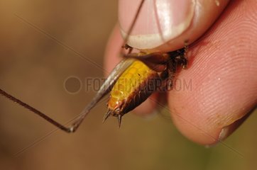 Bush cricket grip during an inventory of Orthoptera France