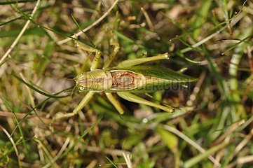Green Bush cricket on grassBallons Comtois NR Vosges France