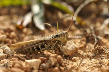 Locust on ground Bickenberg limestone Hill Alsace France