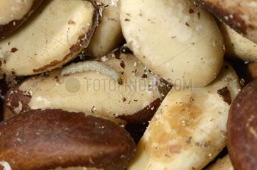 Almond or Raisins Moth larvae on nut in a kitchen France