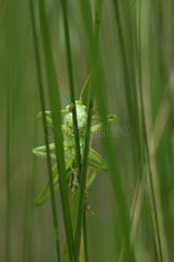 Young Great Green Grasshopper on stem undergrowth France