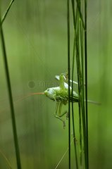 Young Great Green Grasshopper on stem undergrowth France